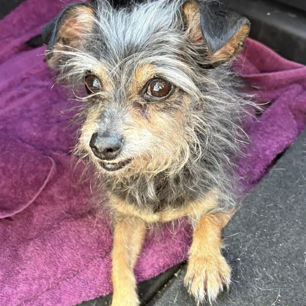 Sassy, Adoptable, Senior Female Yorkshire Terrier.