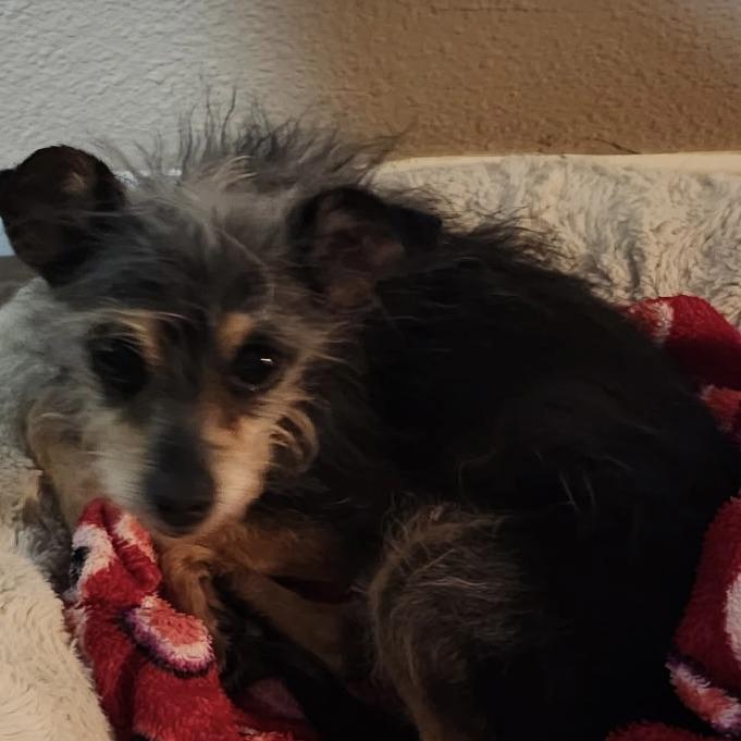 Enlarge Sassy, a Adoptable Yorkshire Terrier in Las Vegas, NV image 2/3