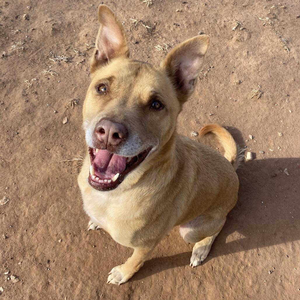 Walter, Adoptable, Senior Male Shepherd.