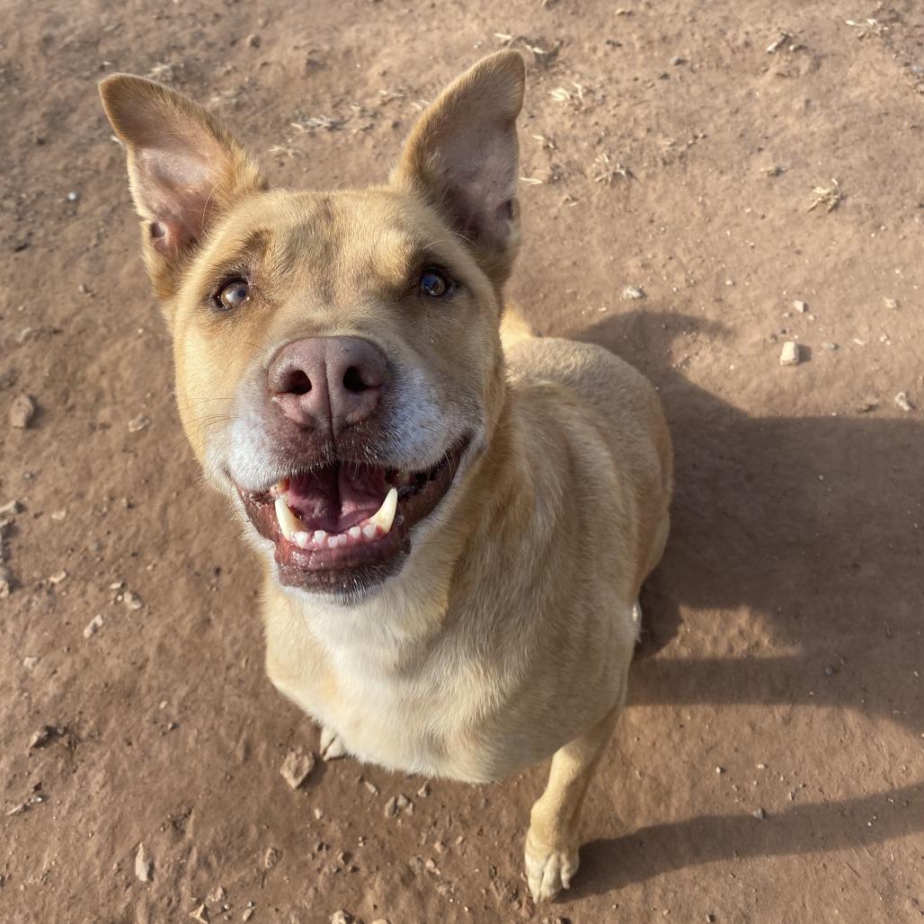 Walter, a Adoptable Shepherd in Stillwater, OK image 2/3