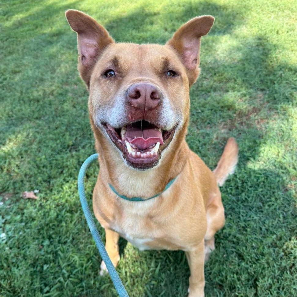 Enlarge Walter, a Adoptable Shepherd in Stillwater, OK image 3/5