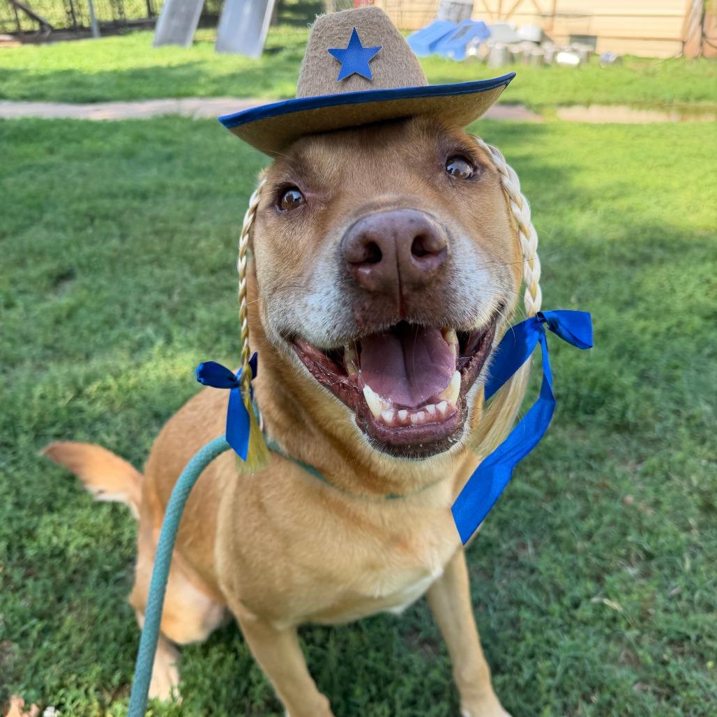 Enlarge Walter, a Adoptable Shepherd in Stillwater, OK image 4/5