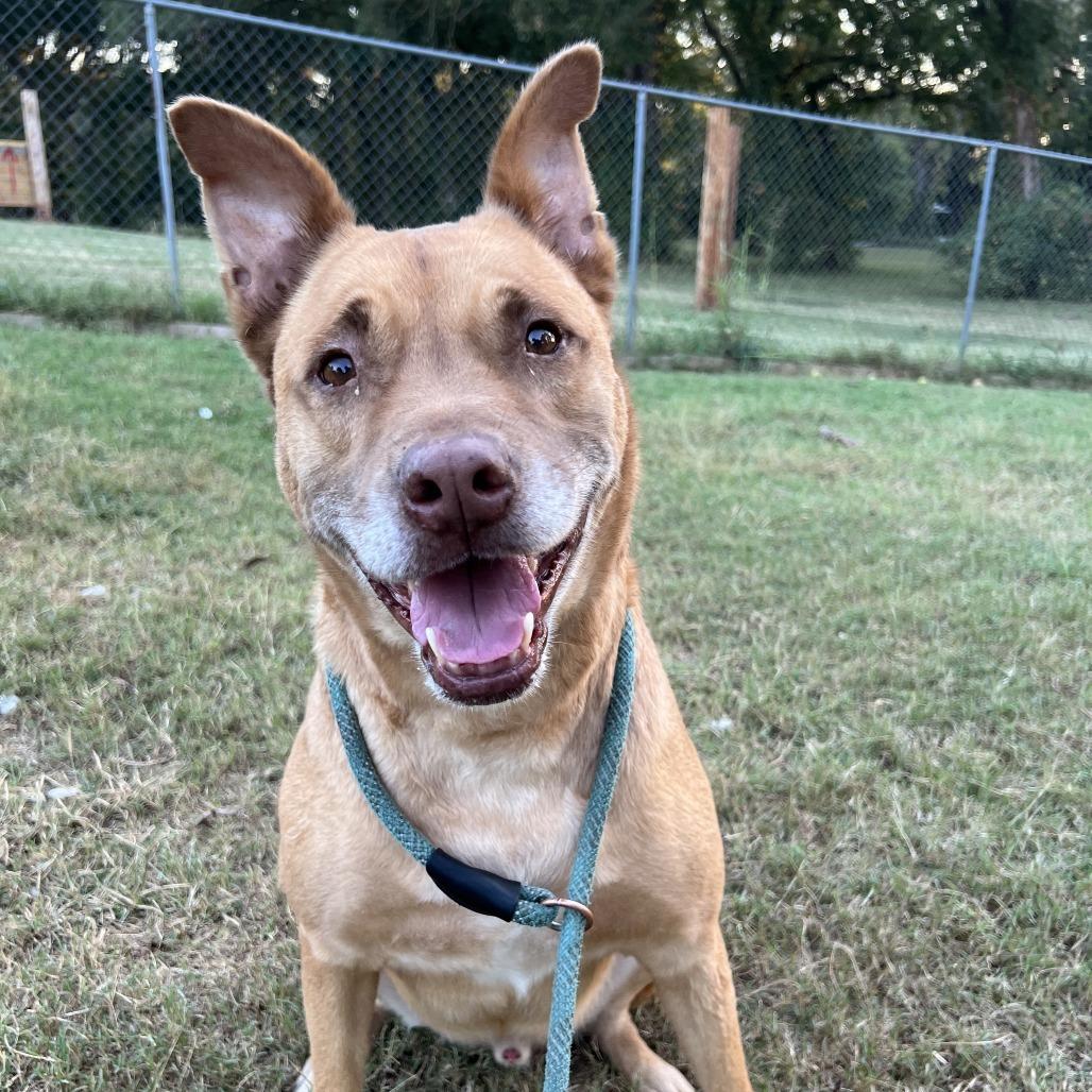 Enlarge Walter, a Adoptable Shepherd in Stillwater, OK image 1/1