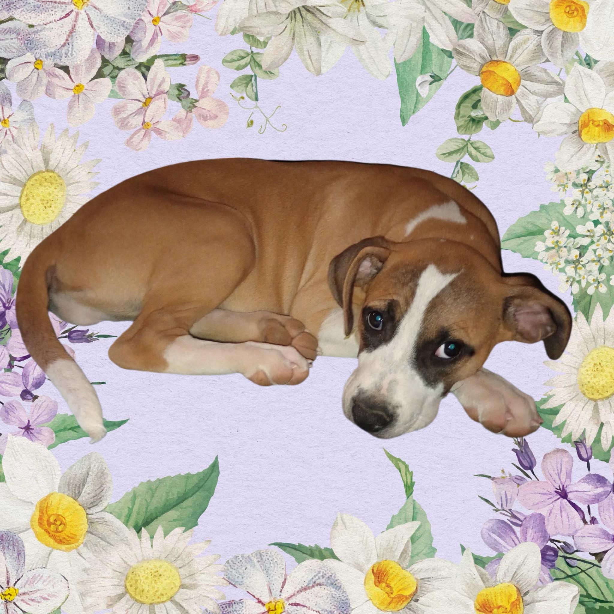 Ireland, ADOPTABLE, Puppy Female Pit Bull Terrier.