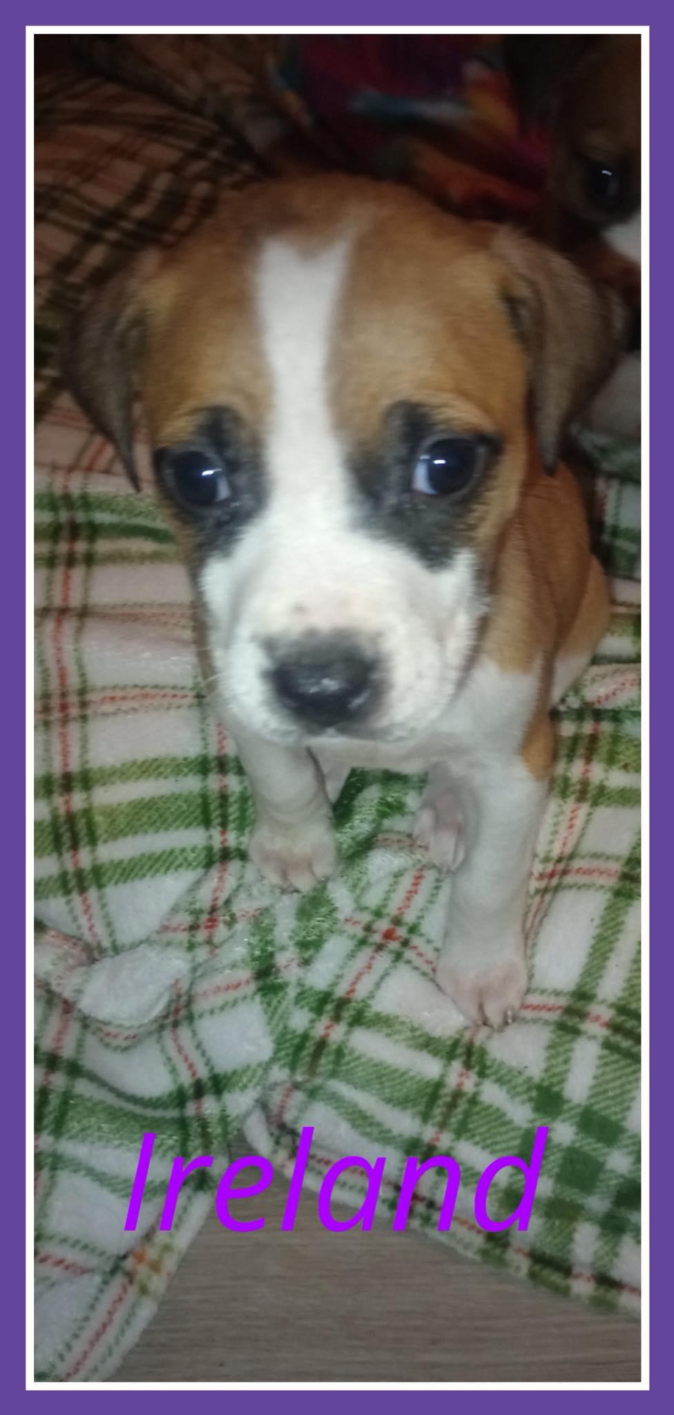 Enlarge Ireland, a ADOPTABLE mixed breed in Mesa, AZ image 1/1