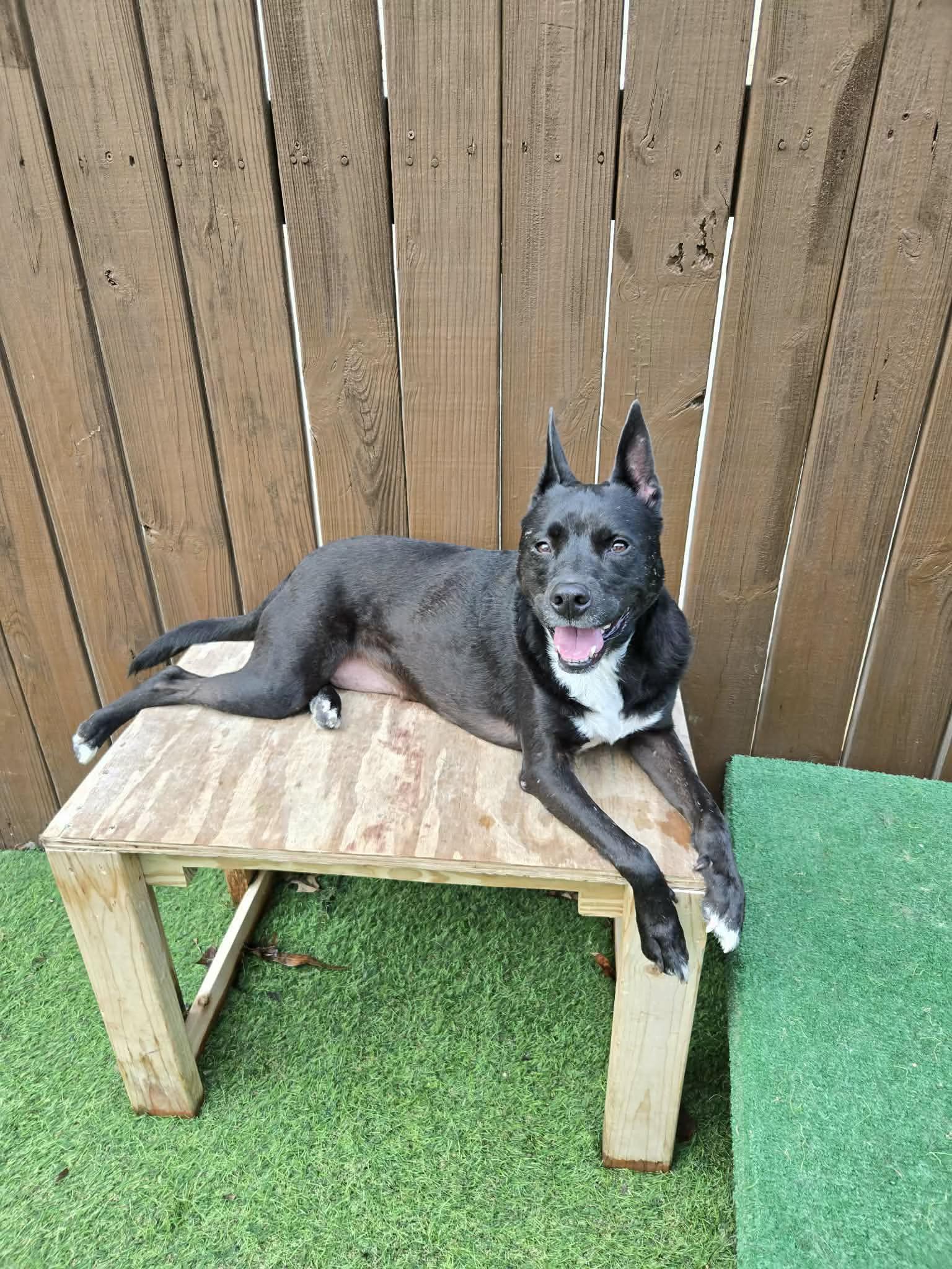 Isabell , Adoptable, Adult Female Shepherd & Mixed Breed.