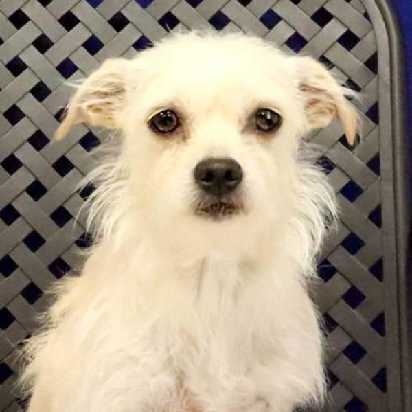 Gigi, Adoptable, Adult Female Chihuahua & Dachshund.