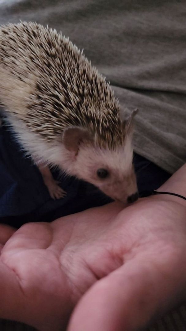 Enlarge Dolly , a Adopted Hedgehog in Nashville, TN image 3/4