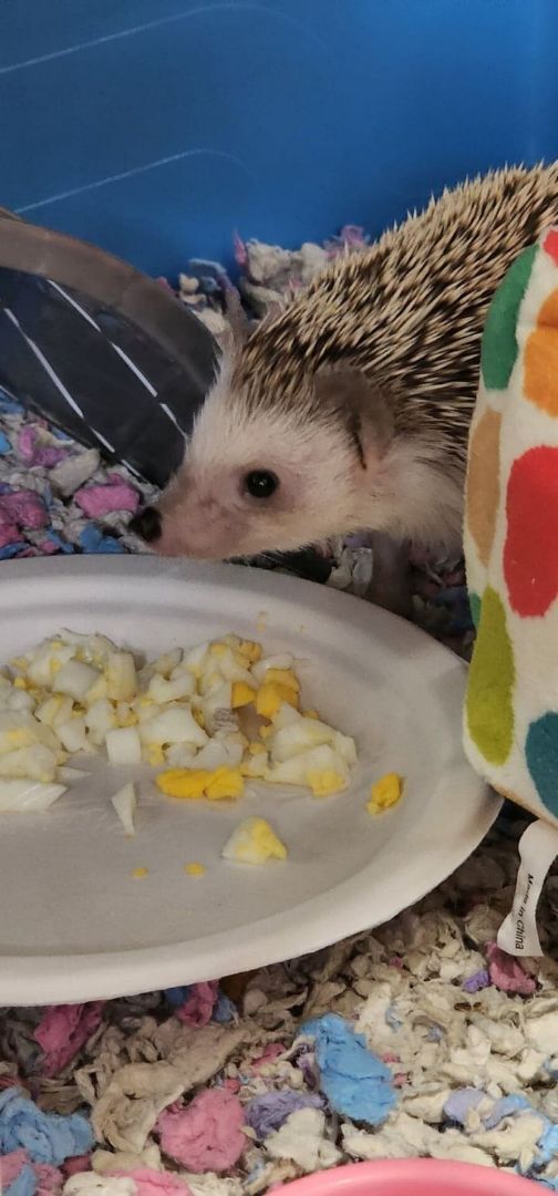 Enlarge Dolly , a Adopted Hedgehog in Nashville, TN image 4/4