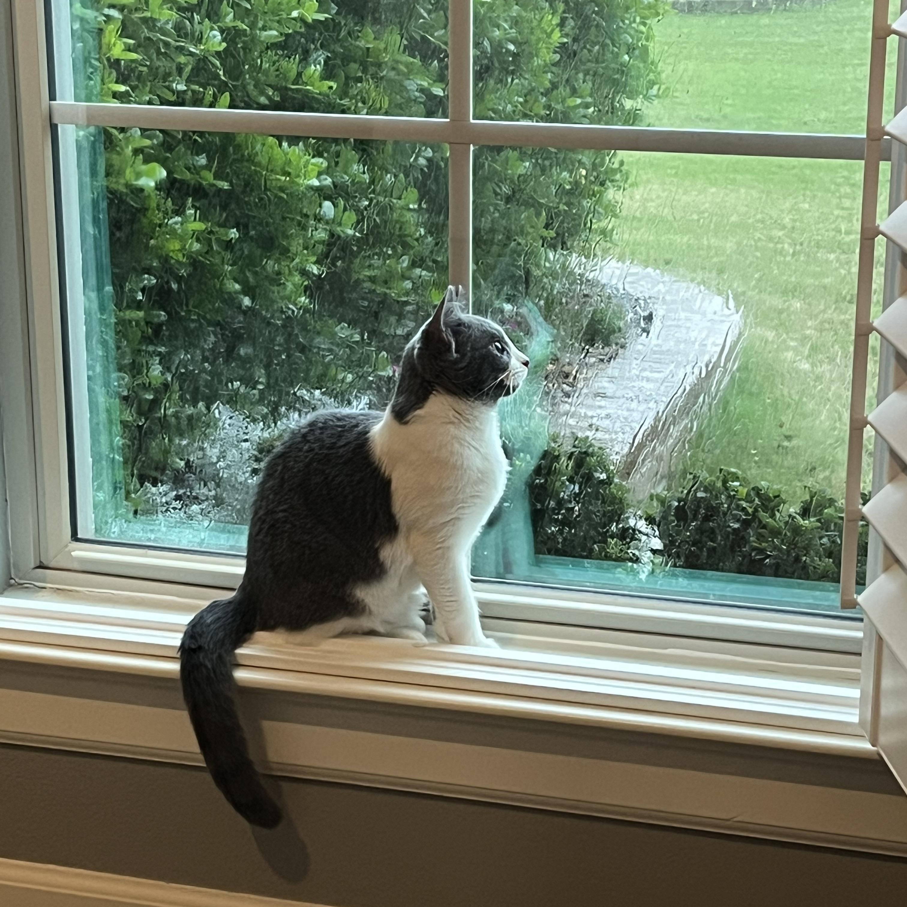 IVY