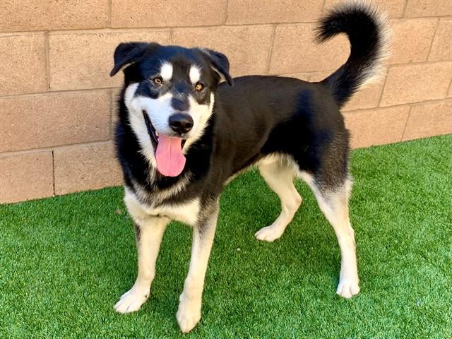 SARGE, a Adoptable mixed breed in Moreno Valley, CA image 2/3