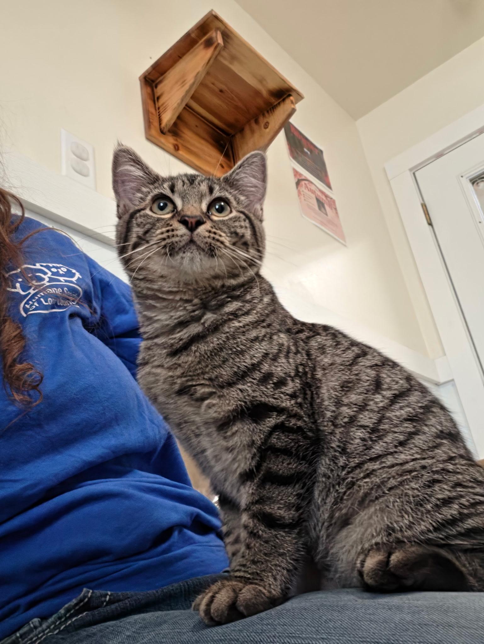 Enlarge Eloise, a Adoptable Domestic Short Hair in Lincoln, IL image 1/2