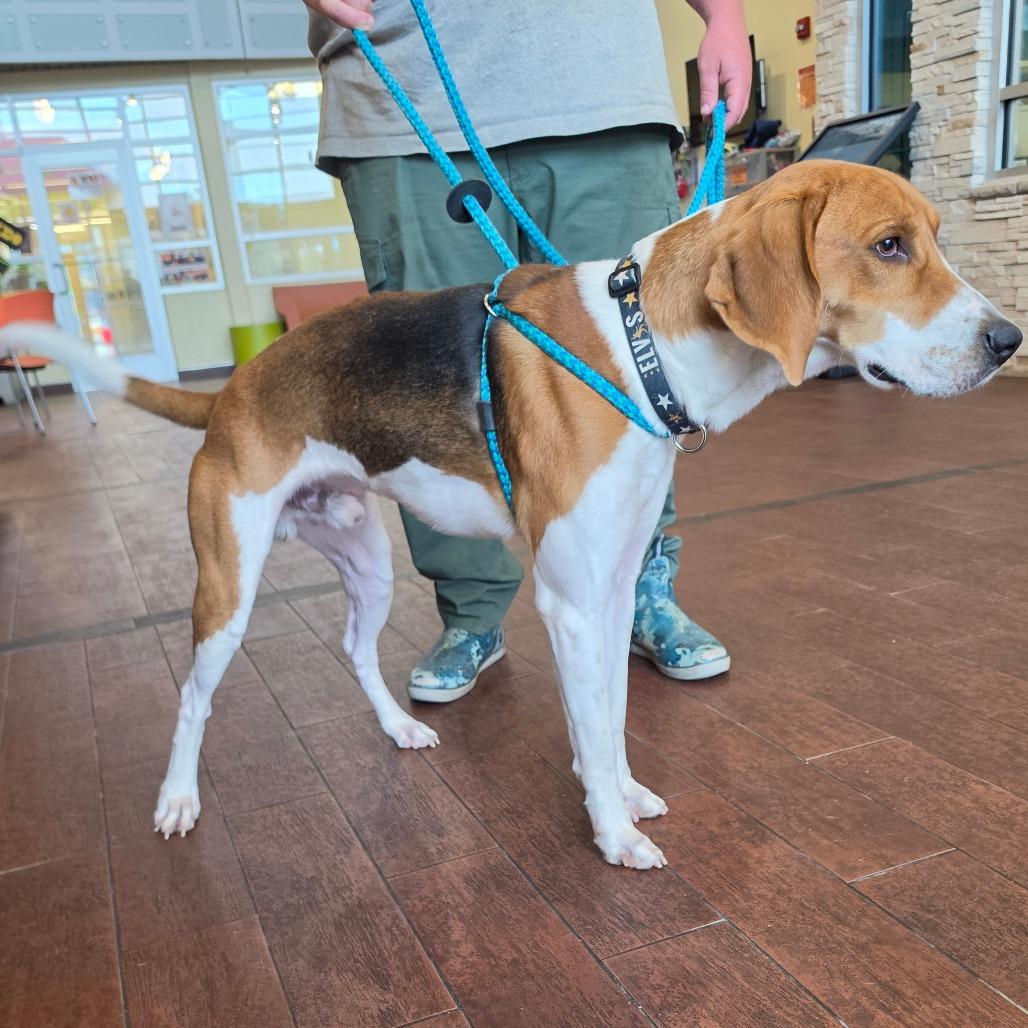 Milo, Adoptable, Adult Male American Foxhound.