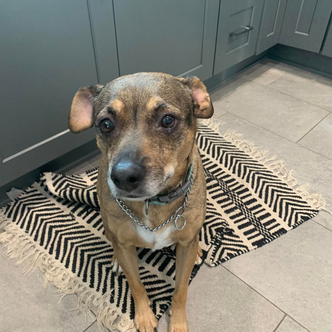 Dog for adoption Dexter, a German Shepherd Dog Mix in Painesville, OH Petfinder