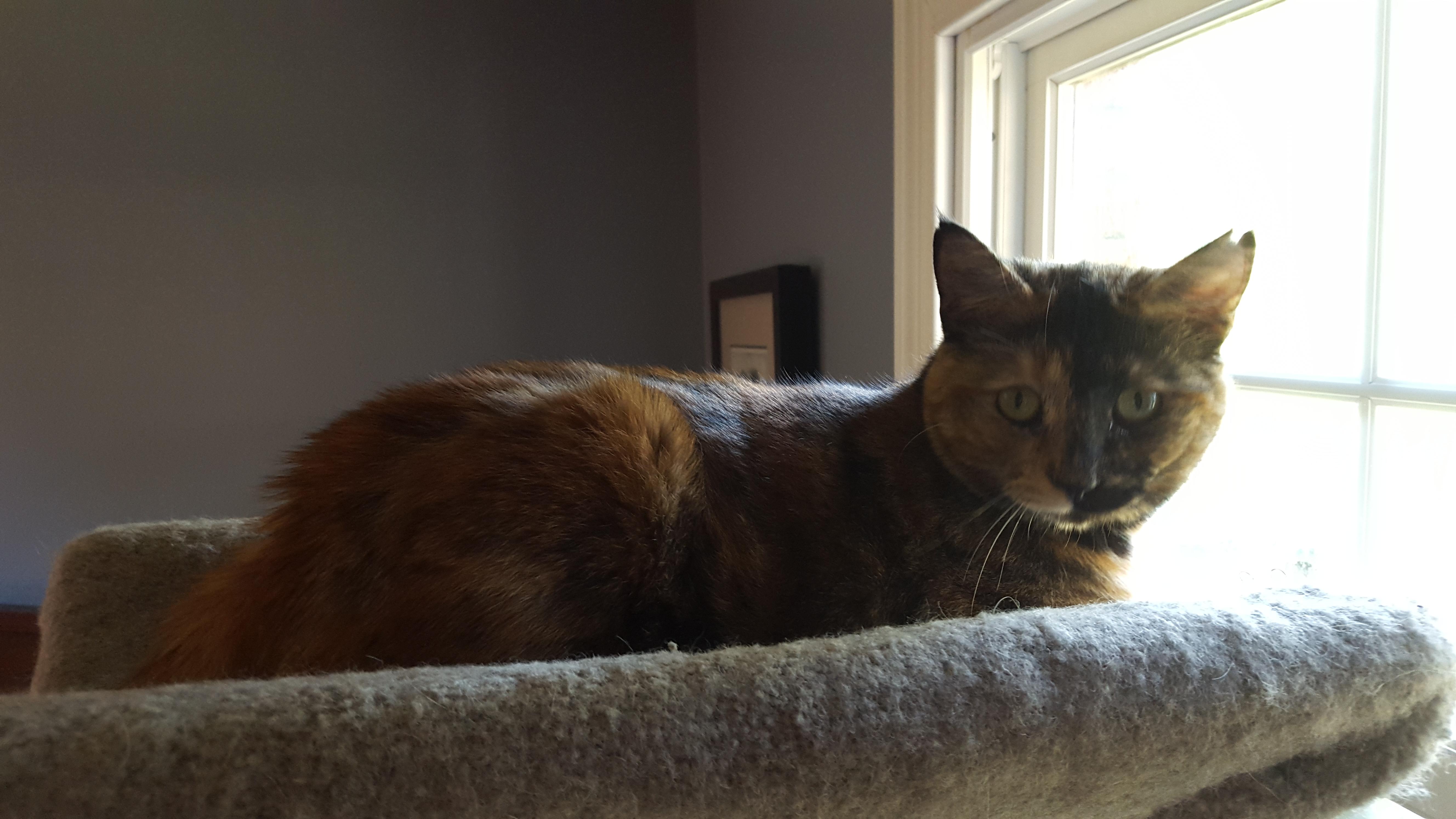 Enlarge Haley, a Adoptable Tortoiseshell in Berkeley Heights, NJ image 1/2