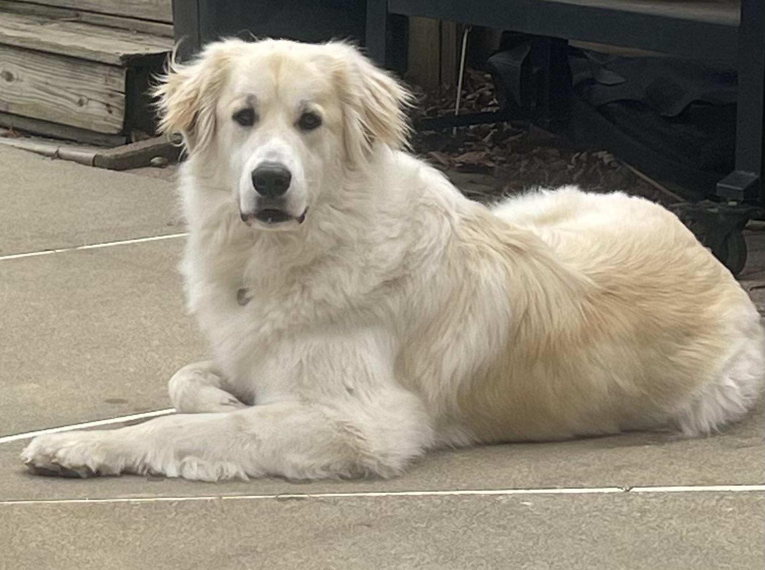 Enlarge Wendy - New to Rescue- Young, a ADOPTABLE Great Pyrenees in Indianapolis, IN image 6/6
