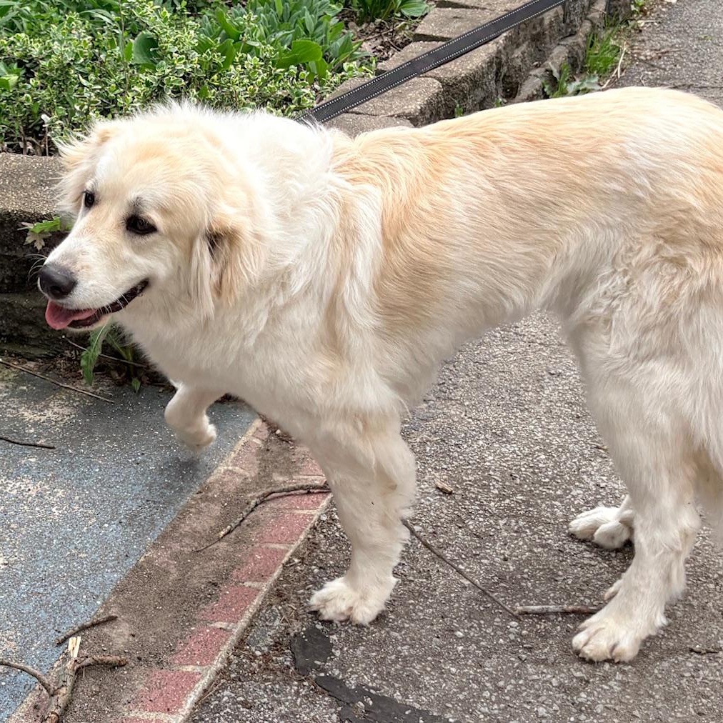 Enlarge Wendy - New to Rescue- Young, a ADOPTABLE Great Pyrenees in Indianapolis, IN image 2/6