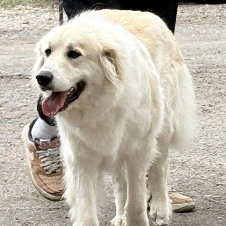Enlarge Wendy - New to Rescue- Young, a ADOPTABLE Great Pyrenees in Indianapolis, IN image 3/6