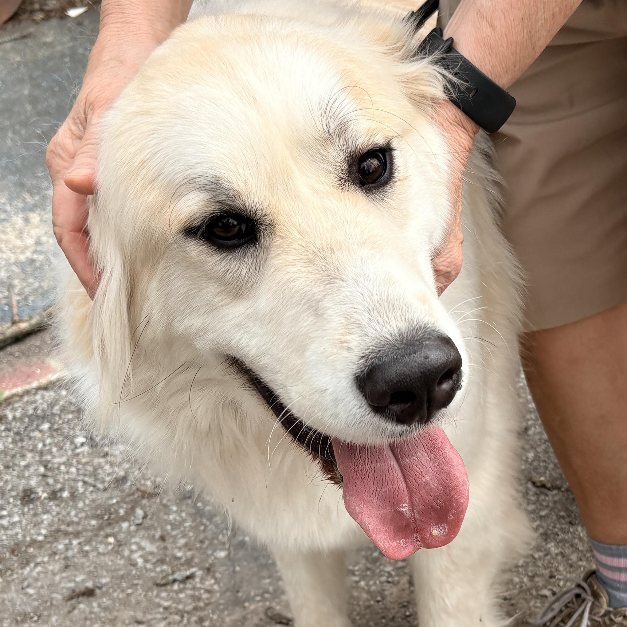 Enlarge Wendy - New to Rescue- Young, a ADOPTABLE Great Pyrenees in Indianapolis, IN image 4/6