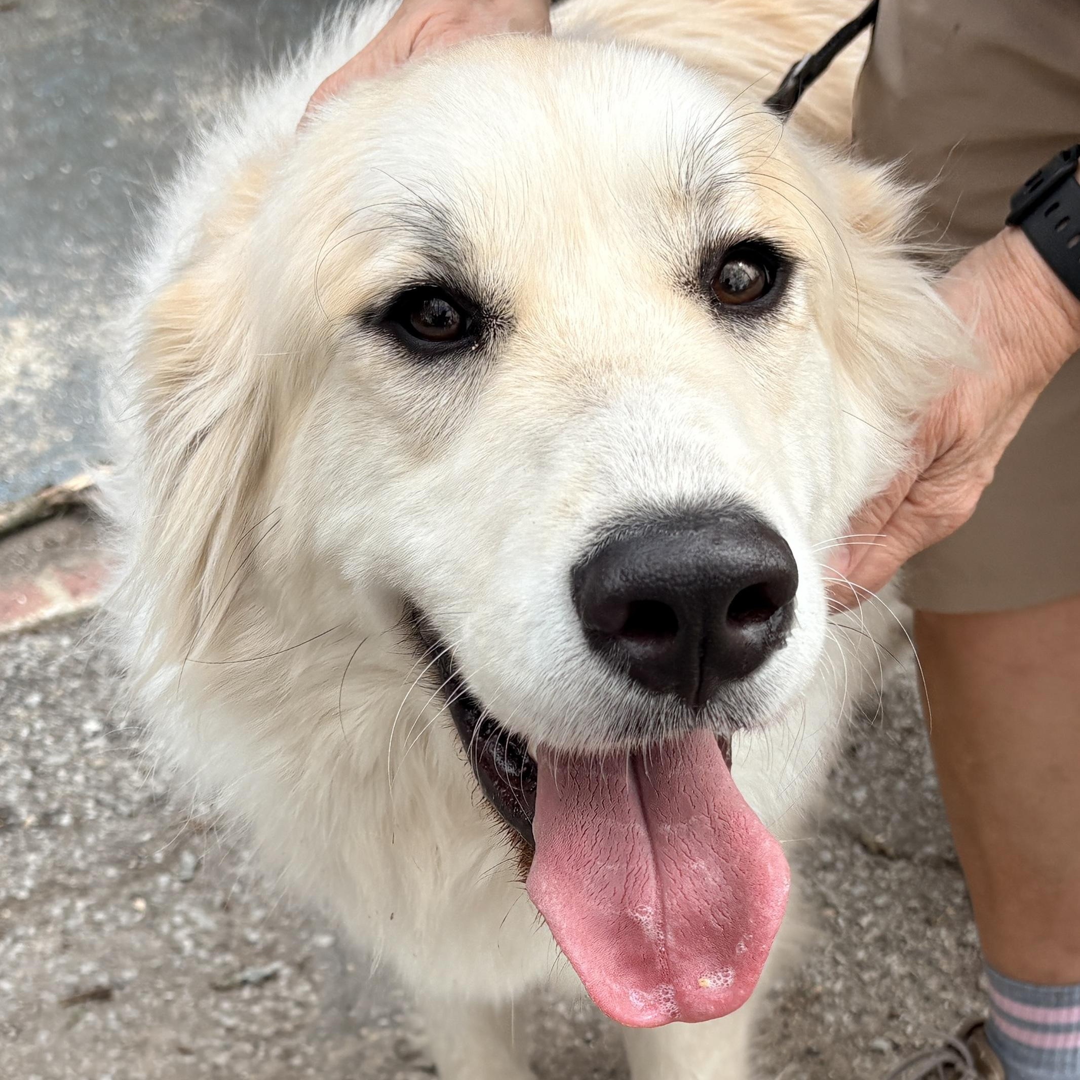 Wendy - New to Rescue- Young, ADOPTABLE, Young Female Great Pyrenees.