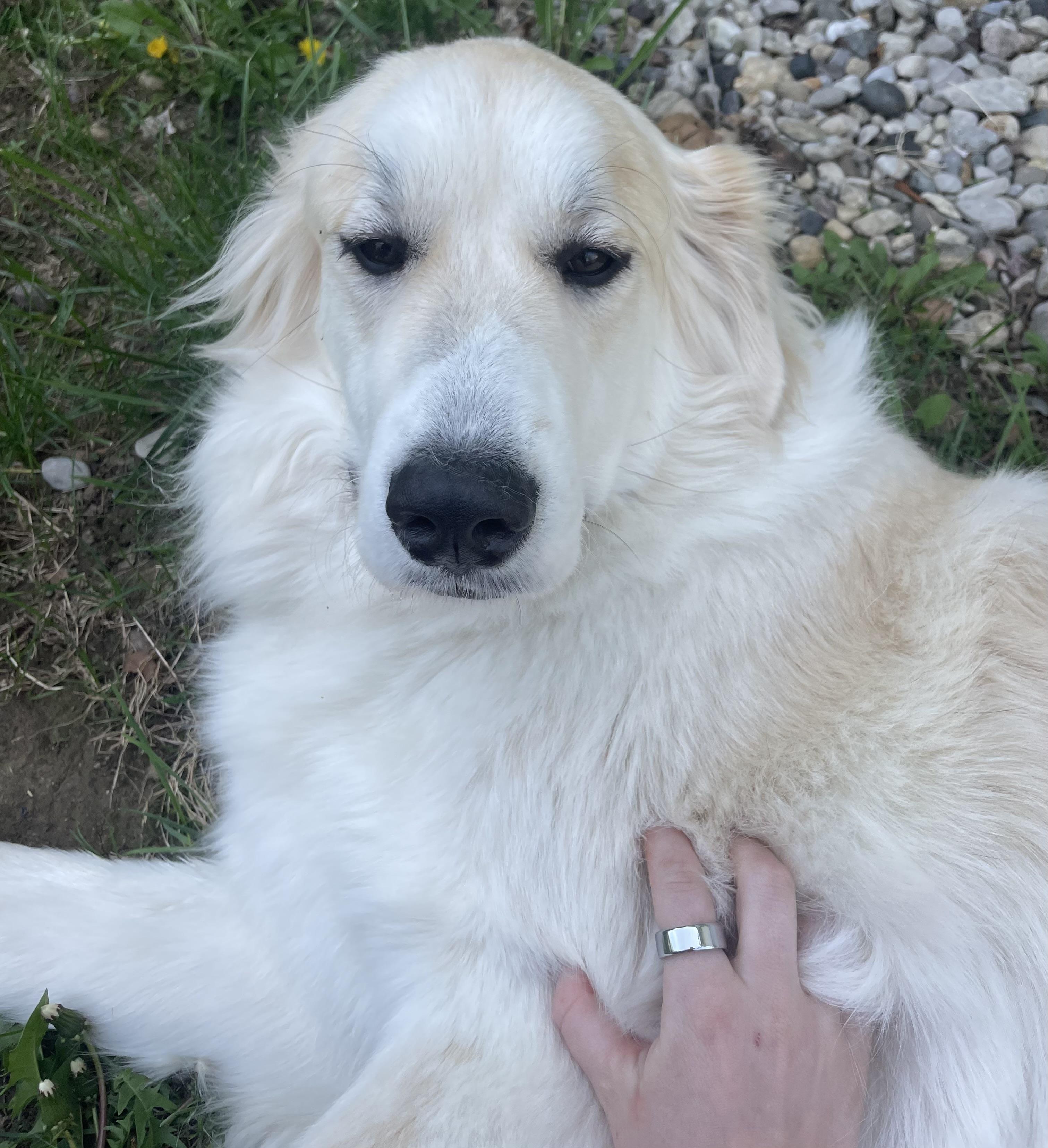 Enlarge Wendy - New to Rescue- Young, a ADOPTABLE Great Pyrenees in Indianapolis, IN image 5/6