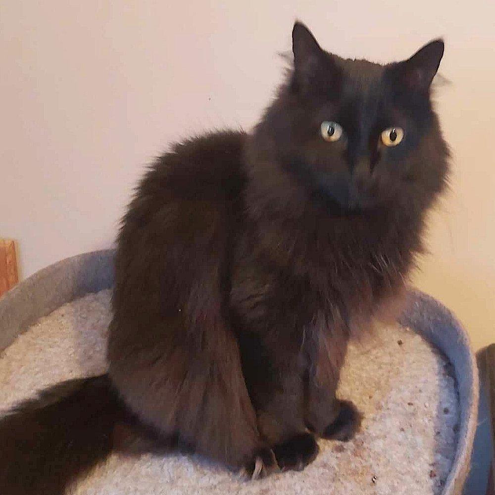 Layla, a Adoptable Domestic Medium Hair in Abbotsford, BC image 1/5