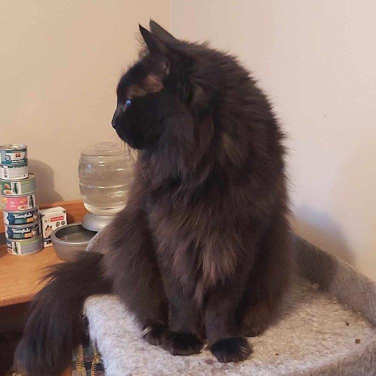 Layla, a Adoptable Domestic Medium Hair in Abbotsford, BC image 3/5