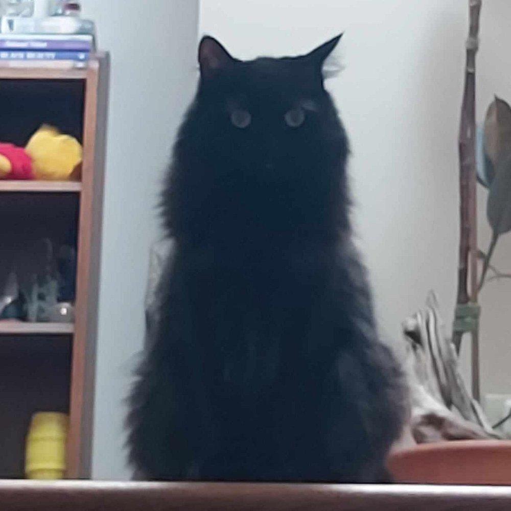 Layla, a Adoptable Domestic Medium Hair in Abbotsford, BC image 4/5