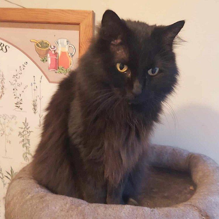 Layla, a Adoptable Domestic Medium Hair in Abbotsford, BC image 5/5