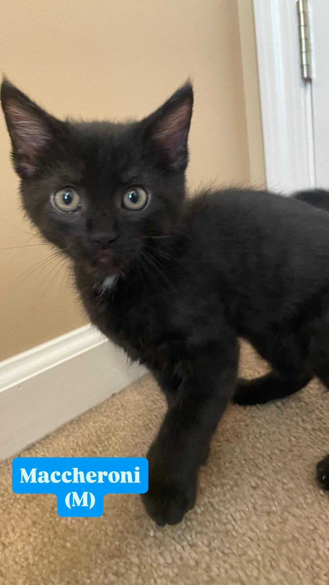 Maccheroni, adopted, Kitten Male Domestic Short Hair.