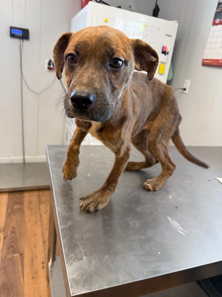 Enlarge Parmesan, a Adoptable mixed breed in Fayetteville, TN image 1/1