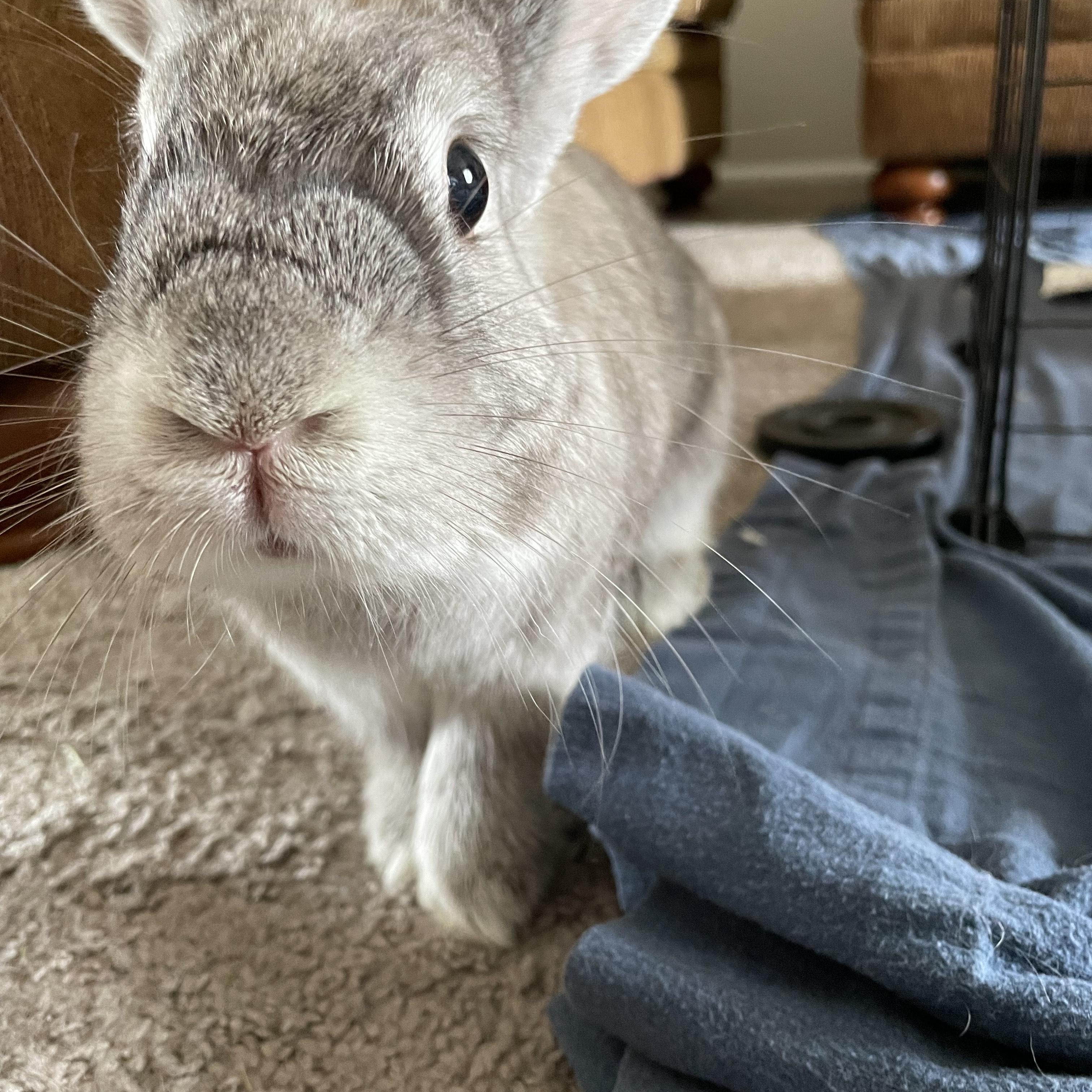 Stella, Adoptable, Adult Female Bunny Rabbit.