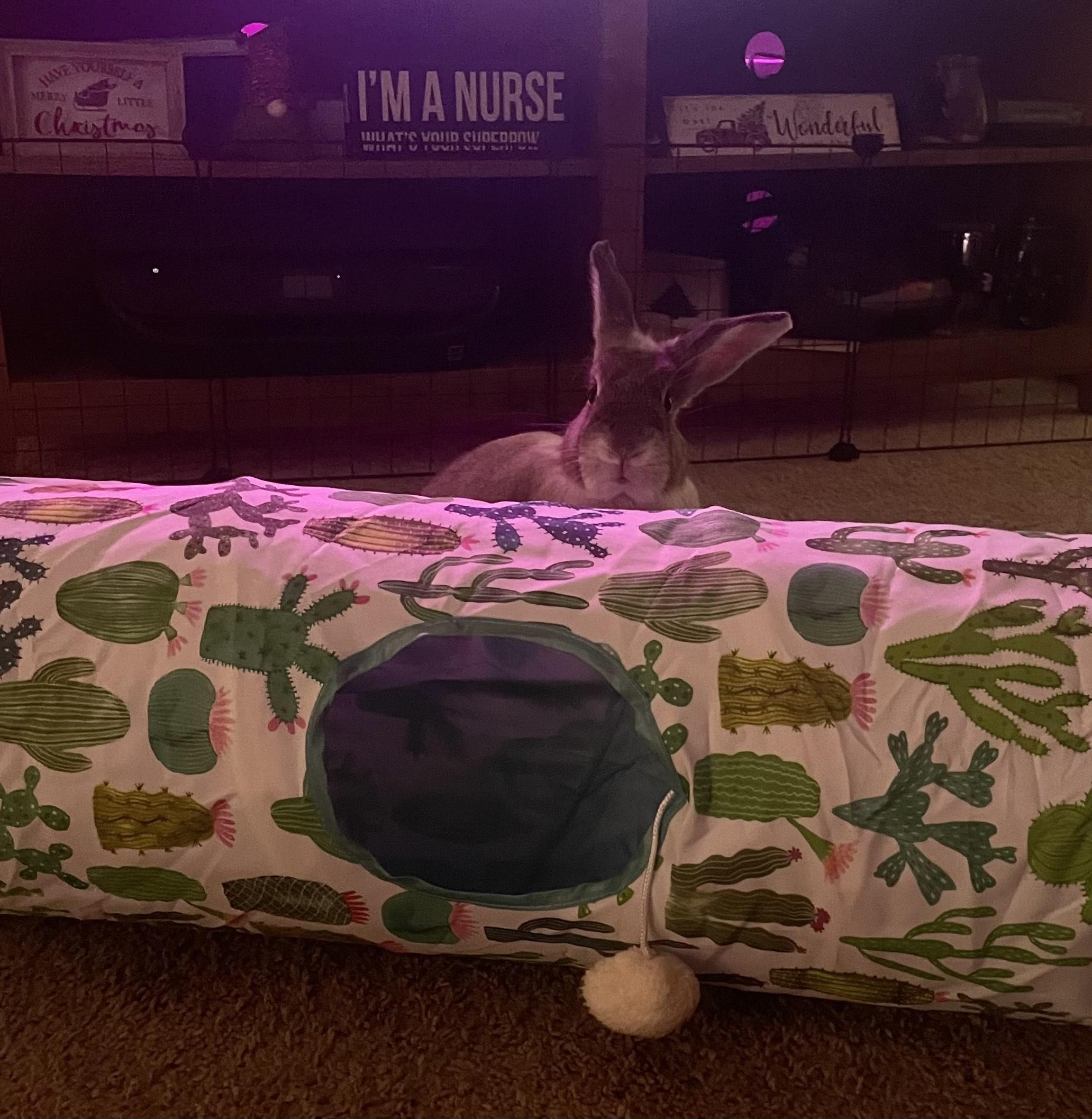 Enlarge Stella, a Adoptable Bunny Rabbit in Cream Ridge, NJ image 2/2