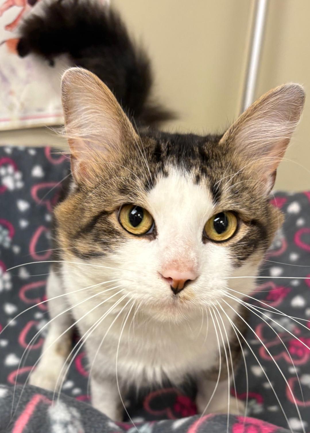 Frito, Adoptable, Young Male Domestic Medium Hair.