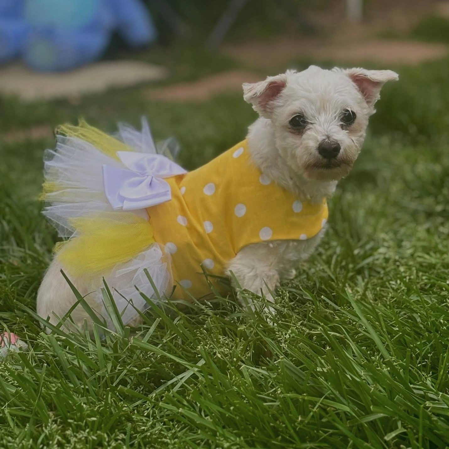 Heidi, adoptable, Senior Female Bichon Frise.