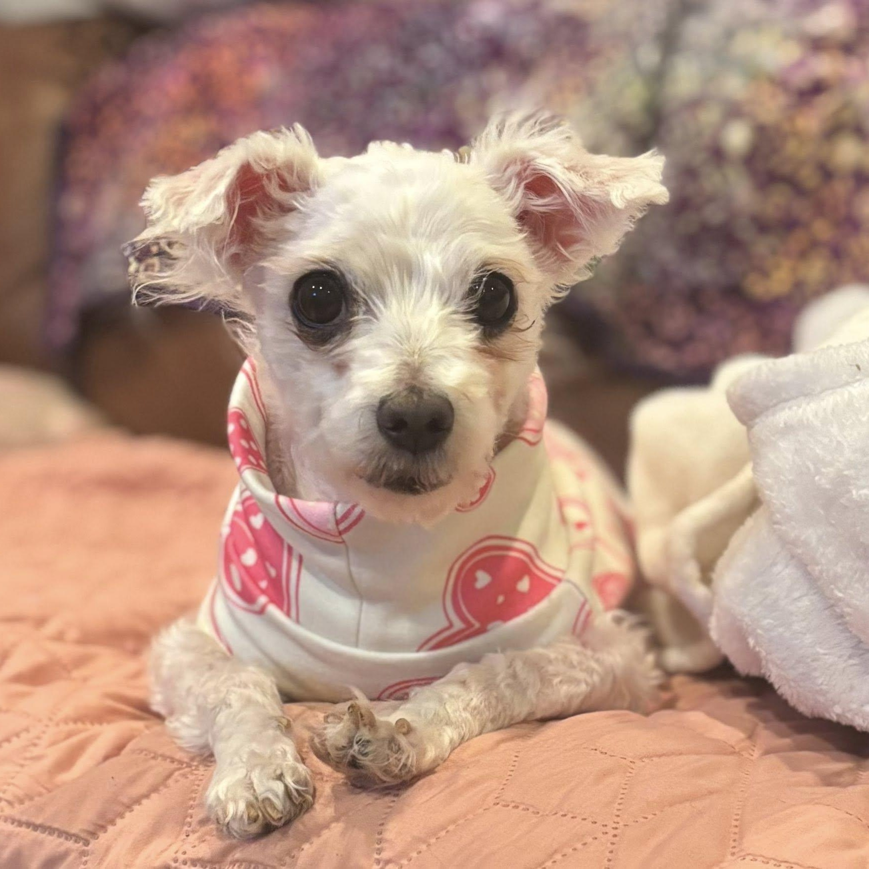Heidi, adoptable, Senior Female Bichon Frise.