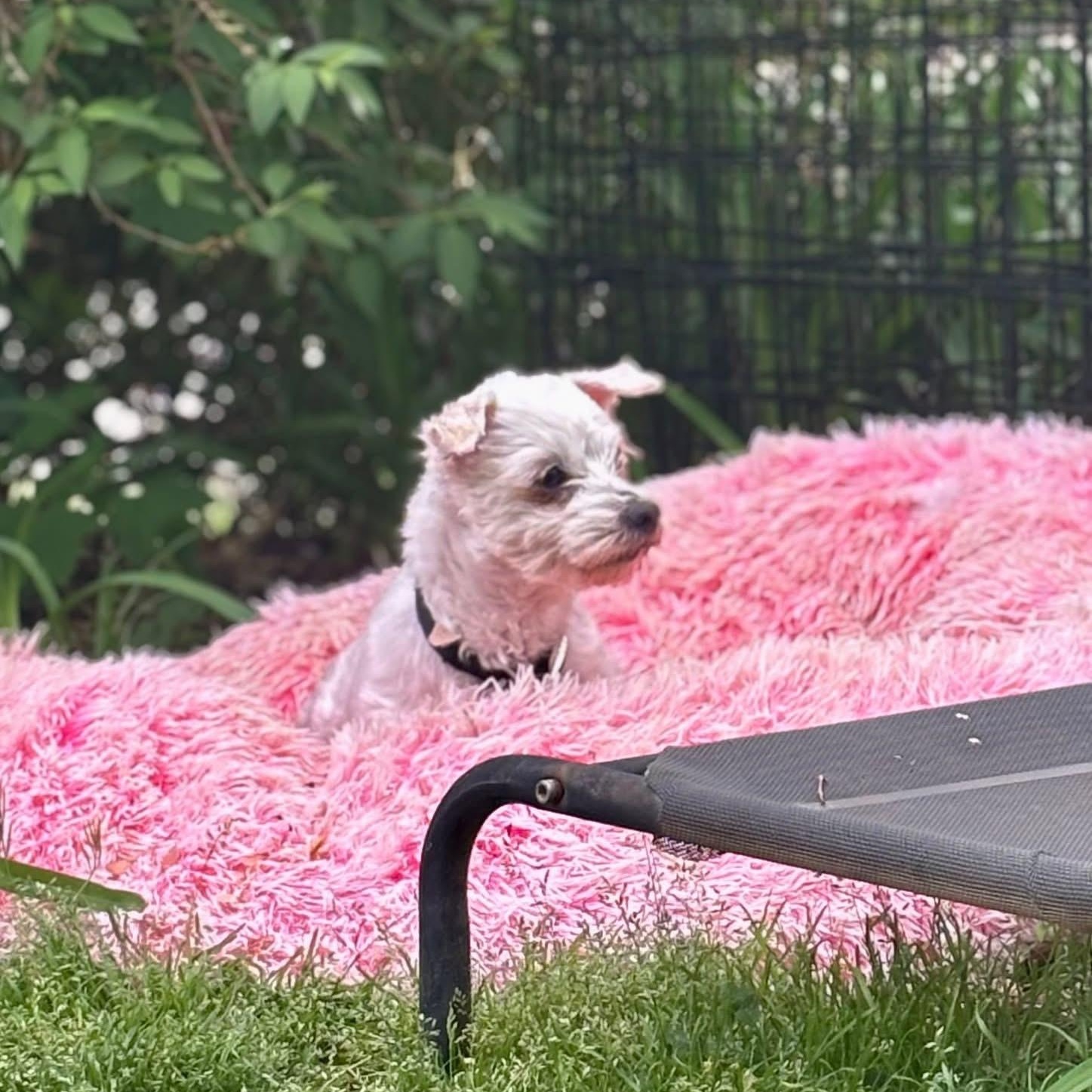Enlarge Heidi, an adoptable Bichon Frise in Rockville, MD image 6/6