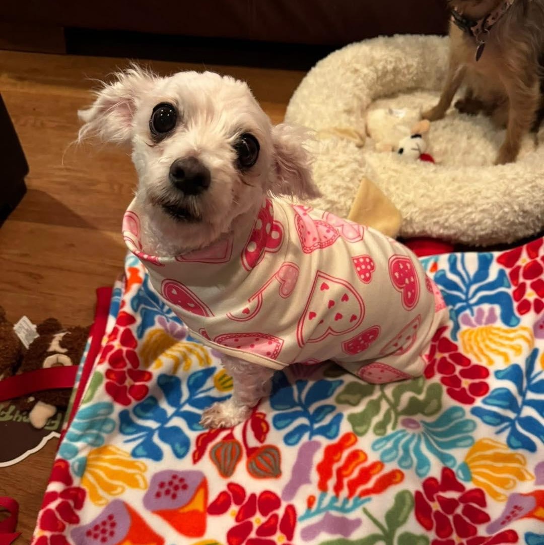 Heidi, an adoptable Bichon Frise in Rockville, MD image 3/6