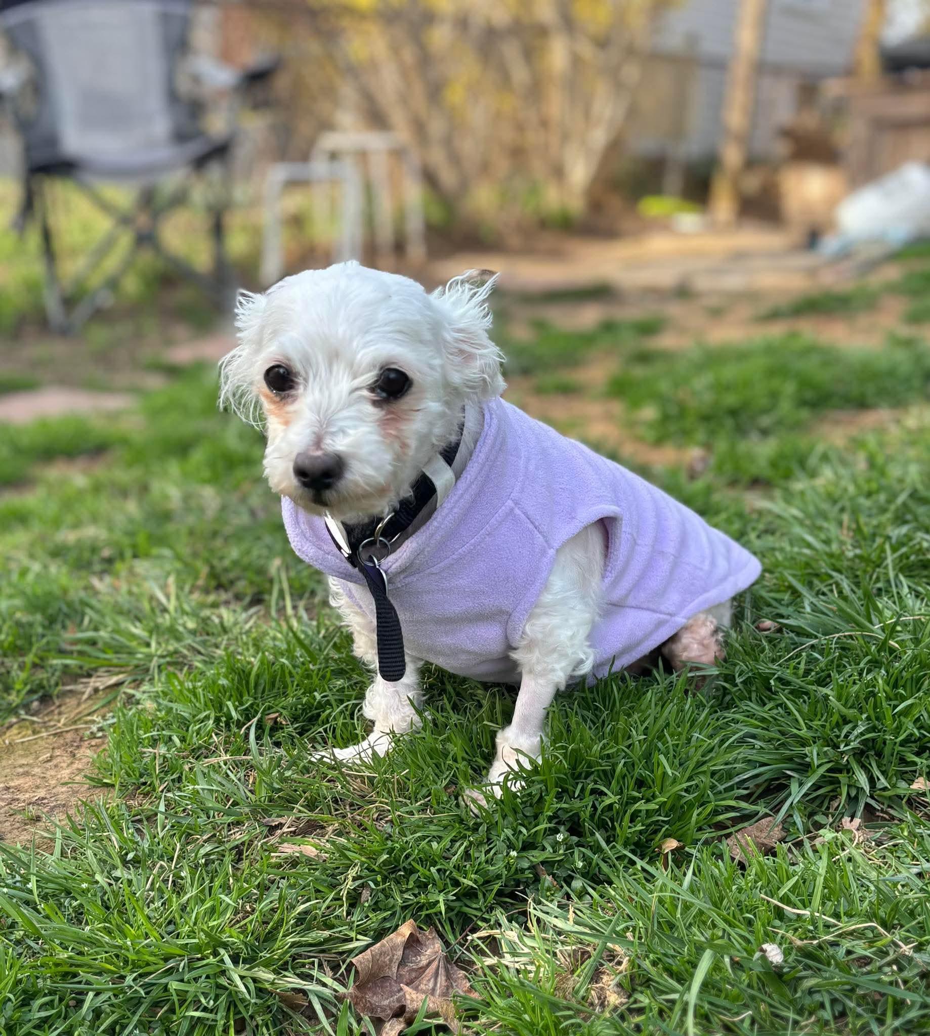 Heidi, an adoptable Bichon Frise in Rockville, MD image 6/6