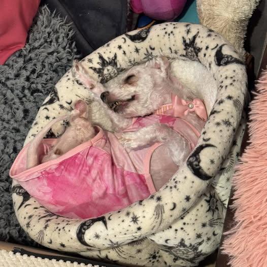 Heidi, an adoptable Bichon Frise in Rockville, MD image 2/6