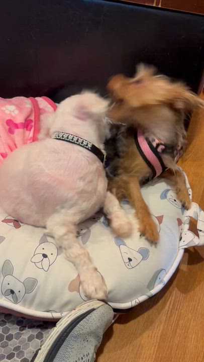 Enlarge Heidi, an adoptable Bichon Frise in Rockville, MD video 5/6