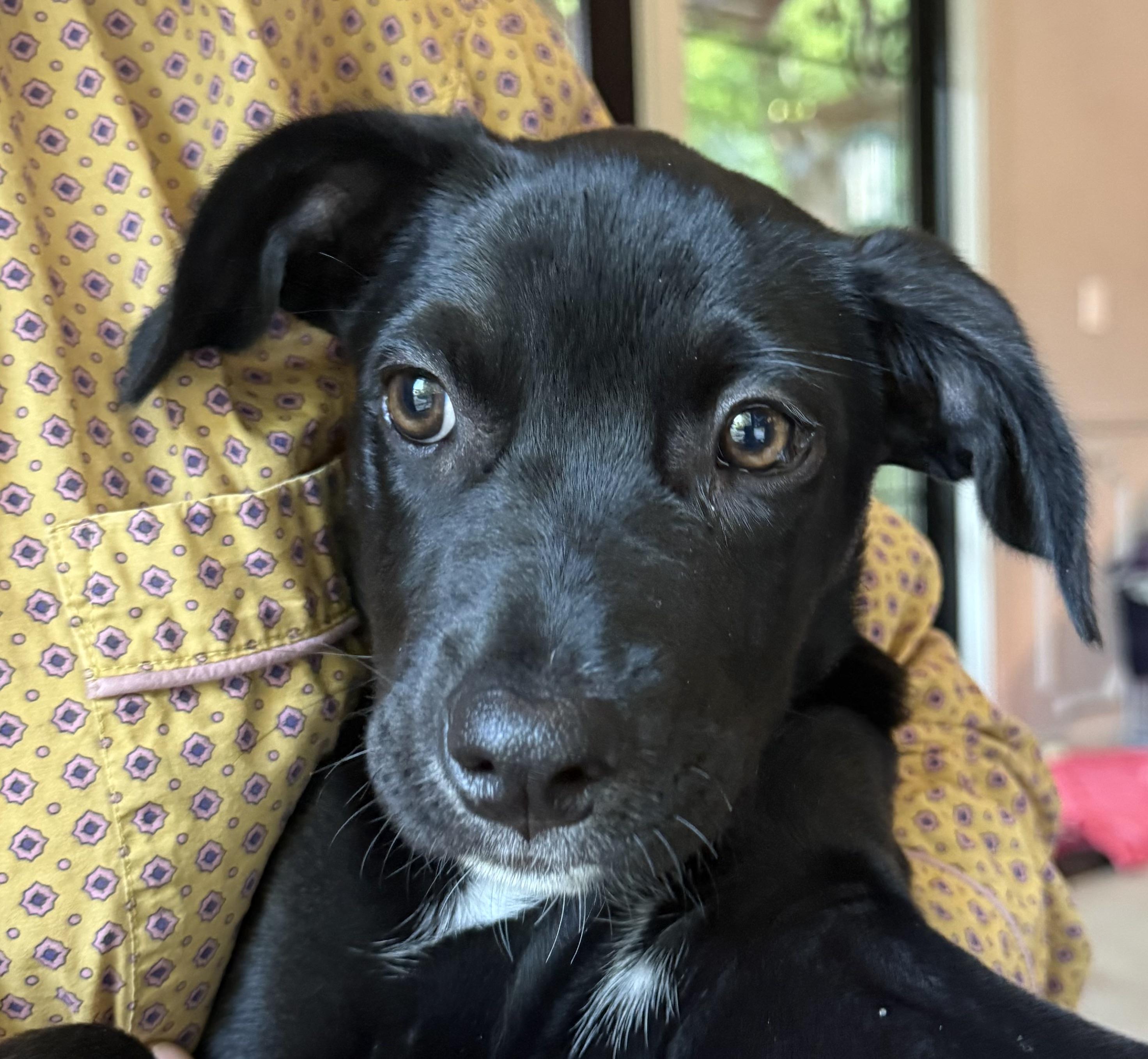 Tootie, an adoptable mixed breed in Austin, TX image 2/6