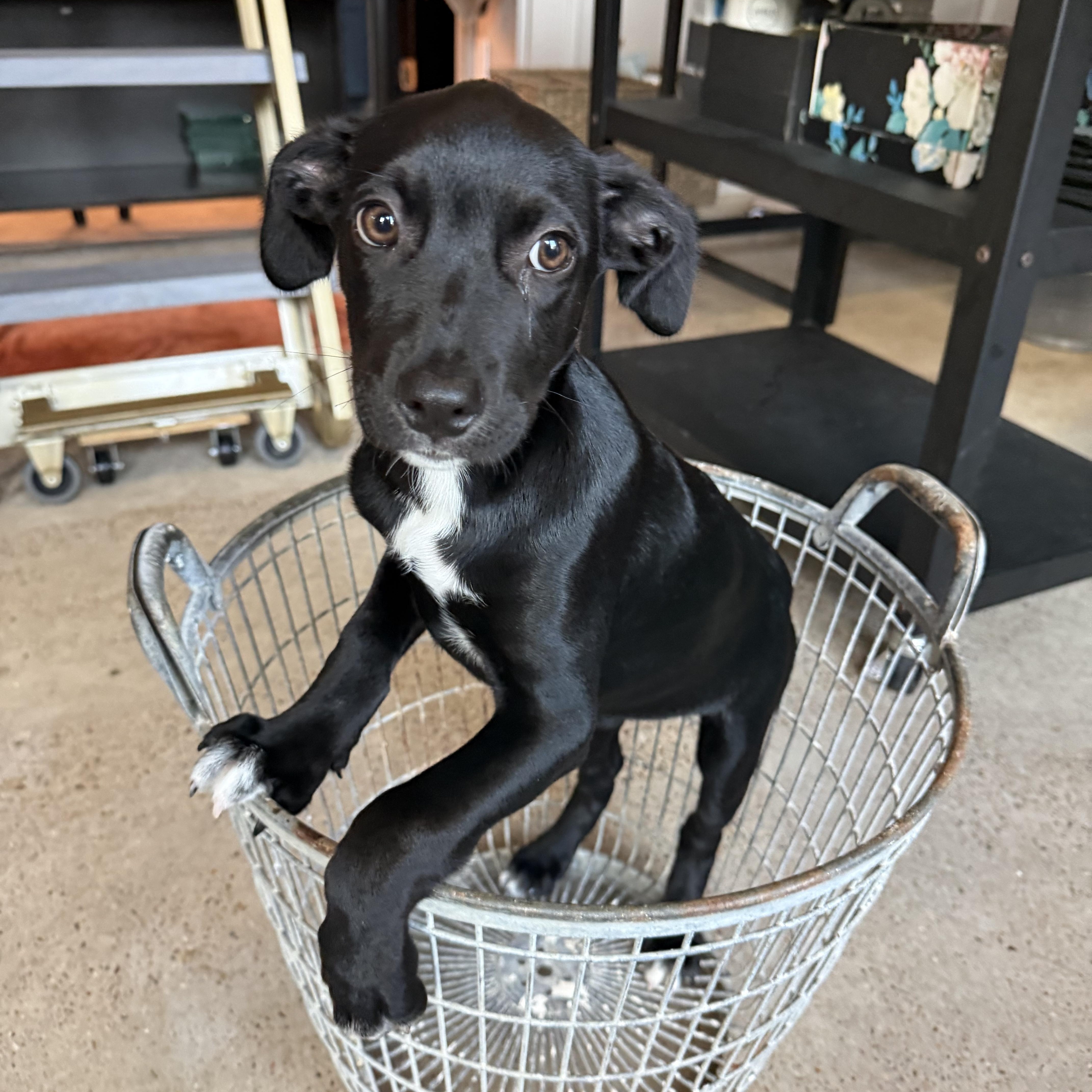 Tootie, an adoptable mixed breed in Austin, TX image 4/6