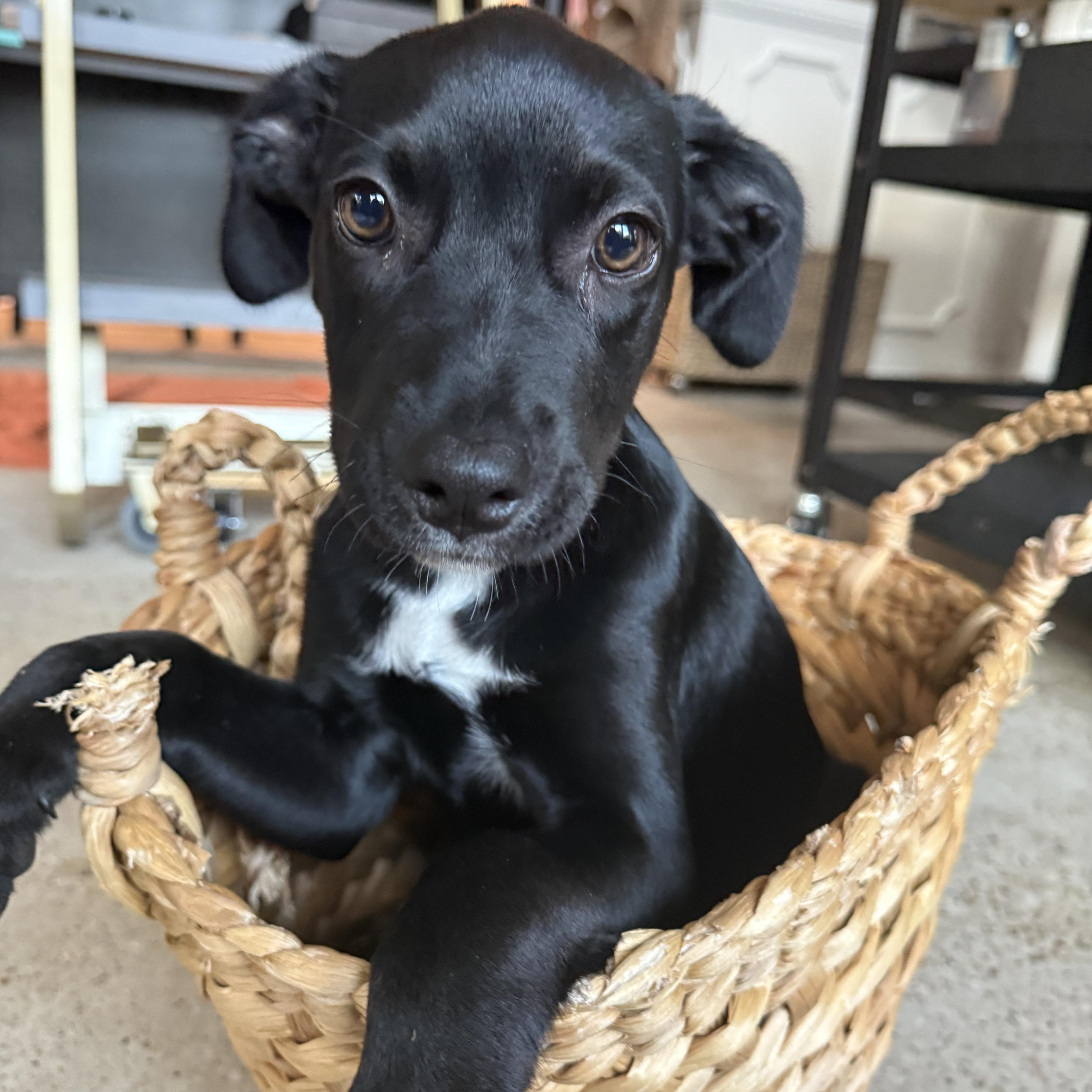 Tootie, adoptable, Puppy Female Labrador Retriever.