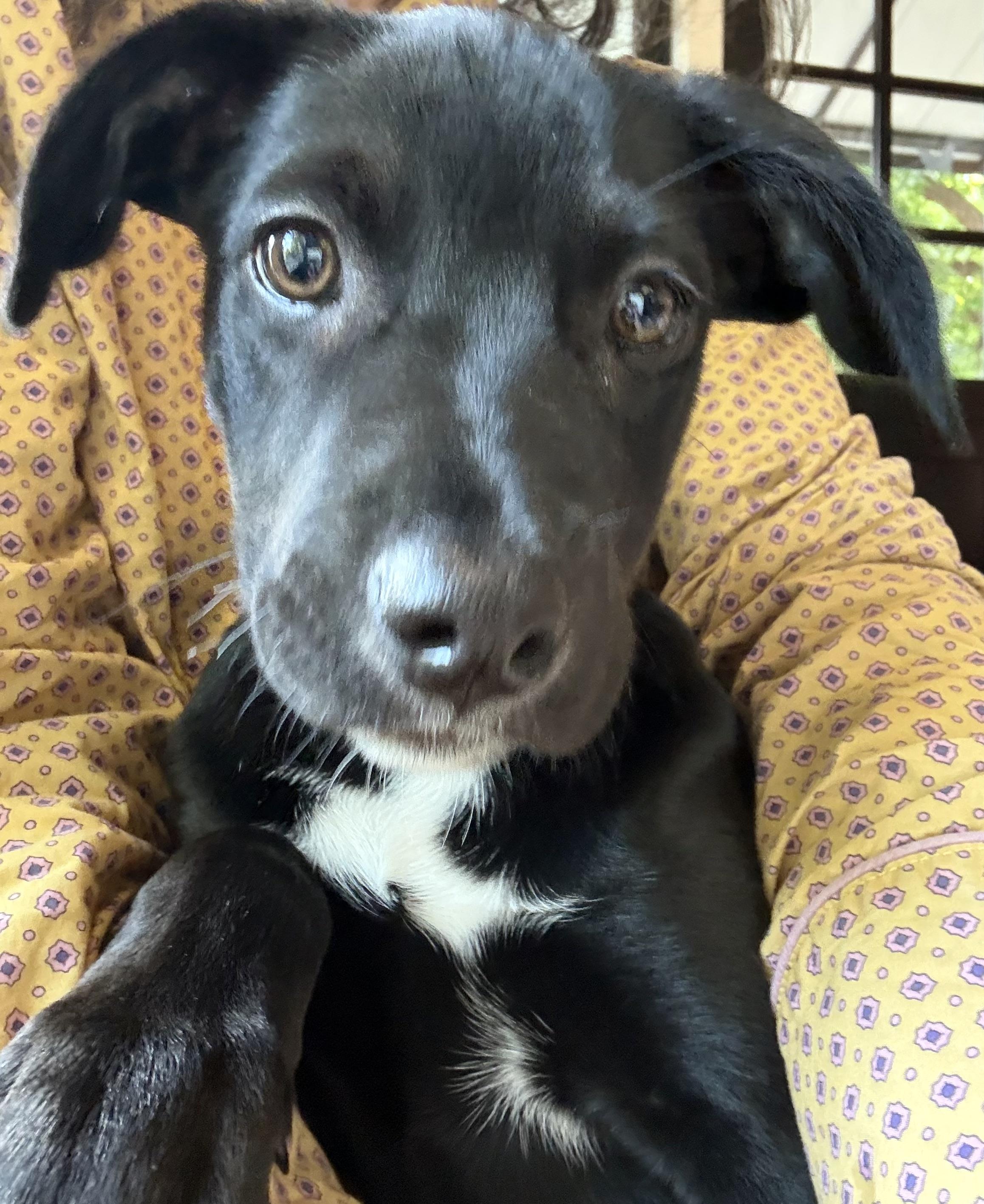 Tootie, an adoptable mixed breed in Austin, TX image 3/6