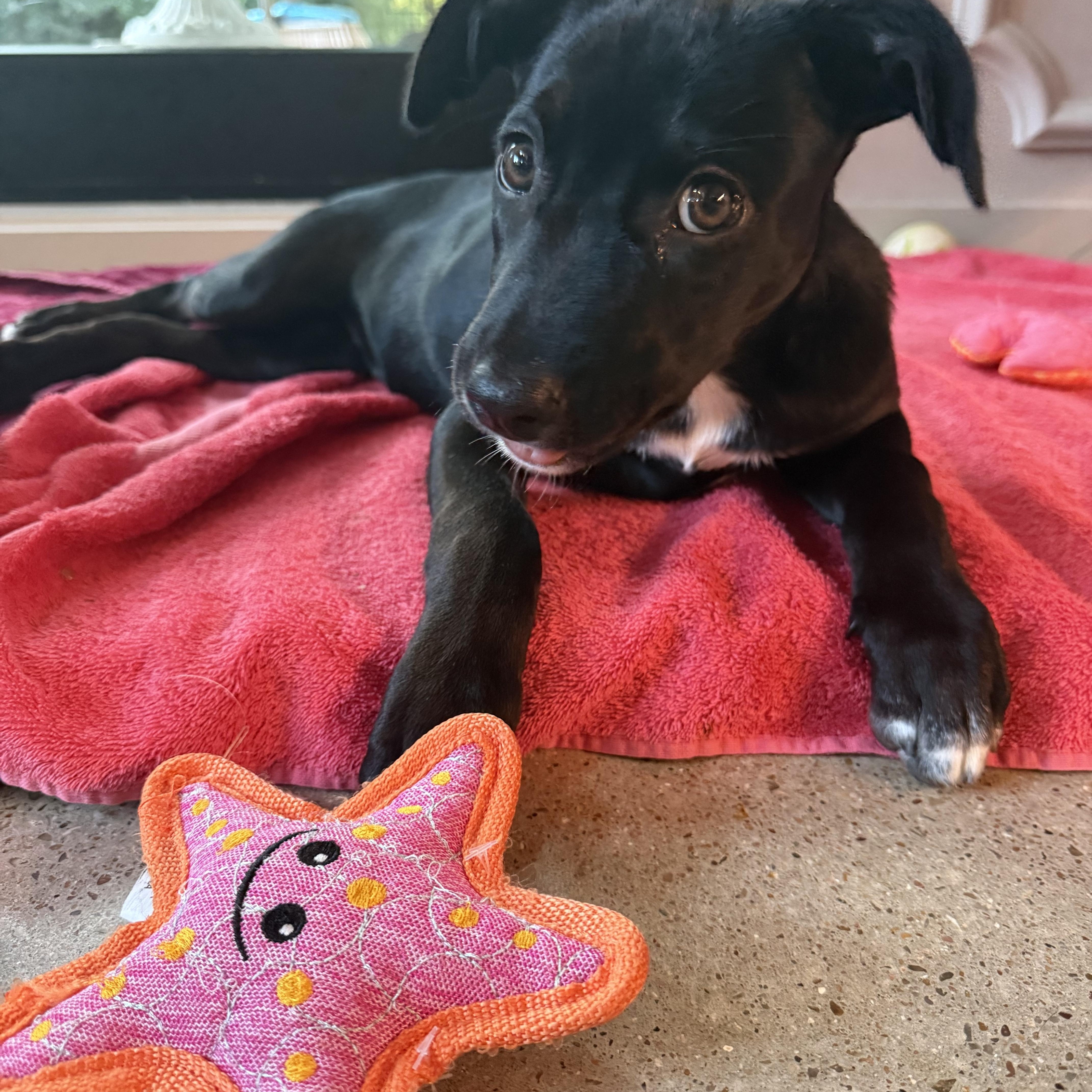 Tootie, an adoptable mixed breed in Austin, TX image 6/6