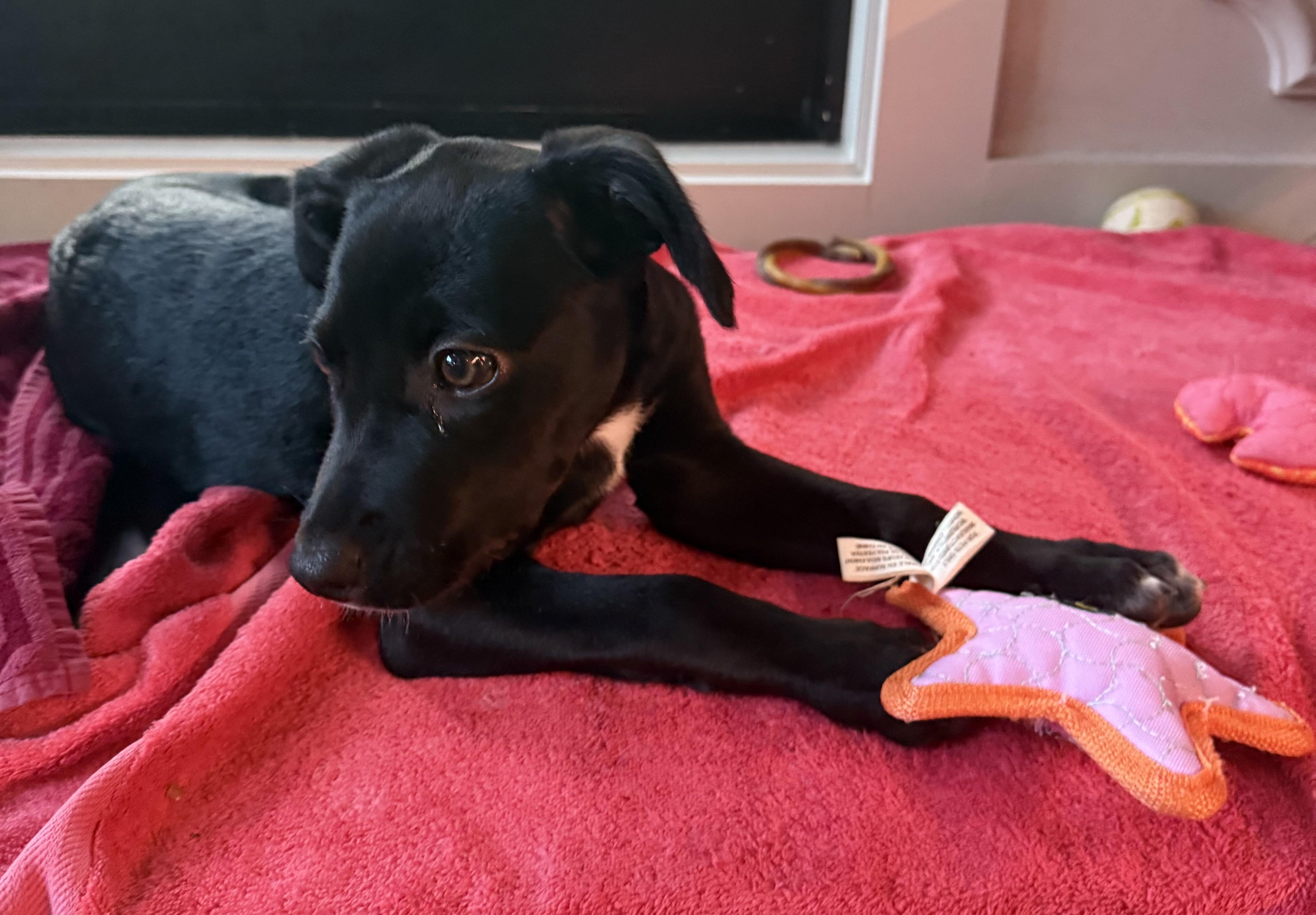 Tootie, an adoptable mixed breed in Austin, TX image 5/6