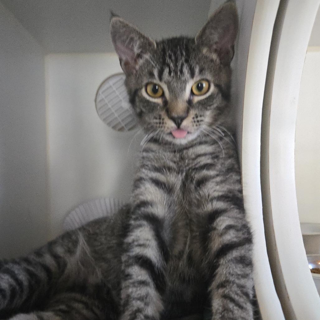 Enlarge Raisinet, a Adoptable Domestic Short Hair in Salisbury, MA image 1/4