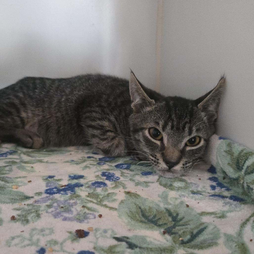 Raisinet, Adoptable, Kitten Male Domestic Short Hair.