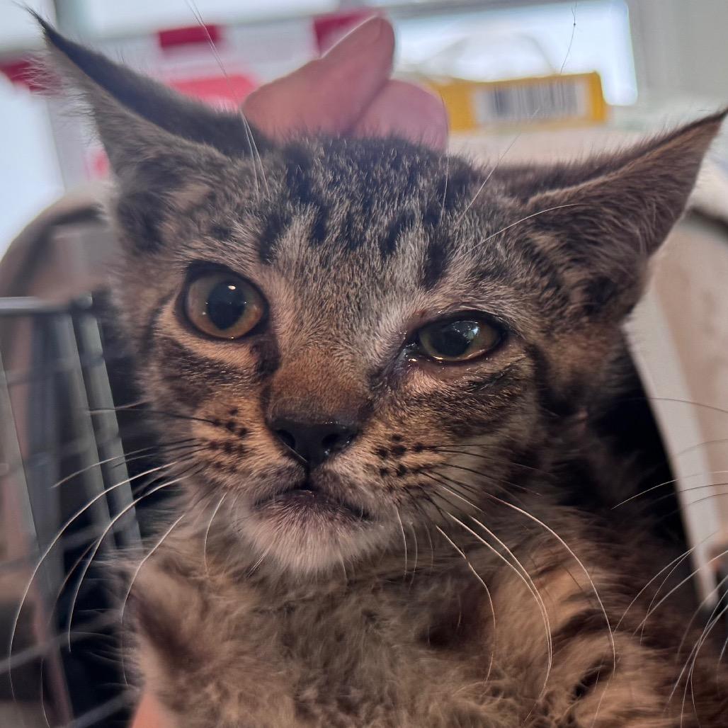 Enlarge Raisinet, a Adoptable Domestic Short Hair in Salisbury, MA image 2/2